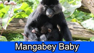 Black crested mangabey Baby  Langur de François  Pairi Daiza [upl. by Lede]