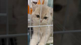 2 month old kitten cat desperately meowing [upl. by Dhruv]