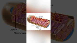 Muscle cell  sarcoplasmic reticulum actin amp myosin neet biology education medical class12 [upl. by Elinnet530]