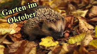 Gartentipps amp Gartenarbeit im Monat Oktober – Der Garten im Oktober [upl. by Gustafsson]