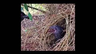 Coucal bird Caring for baby birds and feeding them on insects [upl. by Namyac]