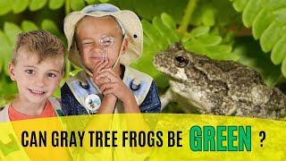 Can Gray Tree Frogs be Green TREE FROG FACTS FOR KIDS [upl. by Anoy]