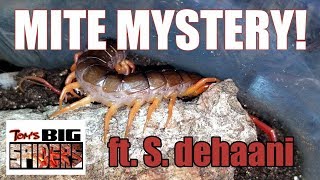 Mite Mystery ft S dehaani quotVietnamese Giant Centipedequot [upl. by Shayne]