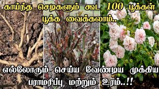 How to get lots of flowers in rose plant  important fertilizer and maintenance in tamil [upl. by Niatsirk]