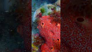 UPROOTING Algae 🚫 from this Starlet Coral  Red Boring Sponge Habitat  Coral Restoration [upl. by Yelrah]