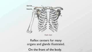 Chapmans Neurolymphatic Reflexes Ebook [upl. by Giess]