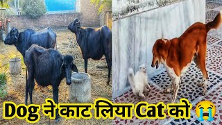 Dog ne kat liya Cat Ko 😭l buffale ke bacche ke sath kya hua 😂lanimal vlog video l JohnMeena1988 [upl. by Nawd]