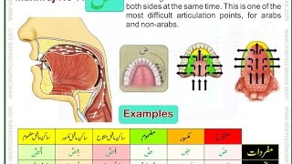 Makhraj No 717  Makhraj of Daad  Articulation Points of Arabic Alphabet Letters [upl. by Illehs]