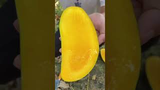 Satisfying fresh fruit farm fruitcutting mango apple fruit shorts [upl. by Niala]