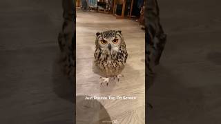 Funny owl wildlife cute owlcity TheWarOwl owlerofficial owlhouse owlcraft owl sleepy [upl. by Enerak]