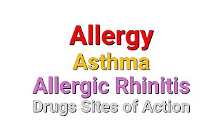 Allergy Asthma Allergic Rhinitis and Drugs Sites of Action [upl. by Marcelia656]