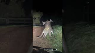 Kangaroo Breaks Up Mates Brawling  Ozzy Man Quickies [upl. by Silra]