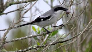 Loggerhead Shrike  the Butcher Bird in action [upl. by Mcgaw398]