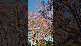 Jacarandas in full bloom spring adelaide southaustralia jacaranda springtime [upl. by Pronty]