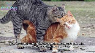 Unveiling the Mystery The Mechanics of Cat Mating how does cat mating work [upl. by Enoek]