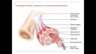 Muscle endomysium perimysium epimysium fascia tendon aponeurosis [upl. by Ahsinan357]