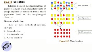 Selection  Mass Selection  Pureline Selection  Clonal Selection  Biology  In Tamil [upl. by Mora]