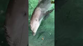 Unbelievable Dolphin Tricks Watch Nature’s Most Intelligent Swimmers in Action [upl. by Kimitri]