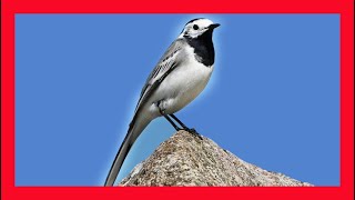 White Wagtail Song White Wagtail Call White Wagtail Sound Lavandera Blanca Canto  Motacilla Alba [upl. by Lolly]