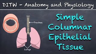 EPITHELIUM  Classification  Basic Histology [upl. by Gregson]