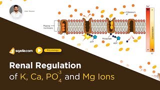 Renal Regulation of K Ca PO4 and Mg  Guyton Hall Textbook of Medical Physiology Lecture [upl. by Meesaw]