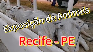 Exposição de Animais do Cordeiro Recife PE 2024 PARTE 2 [upl. by Madox652]