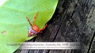 Female Triangular spider Somersby Falls NSWانثى عنكبوت مثلث الظهر [upl. by Alegnad]