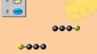 Glycolysis Overview Animation for Cellular Respiration [upl. by Cand]