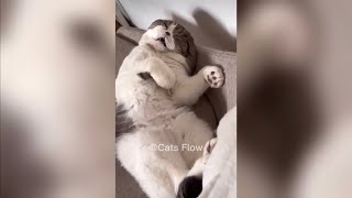 Funny Cat Videos Compilation Ep1😹🤣 [upl. by Sandor]