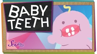 Why Do We Have Baby Teeth [upl. by Kei381]