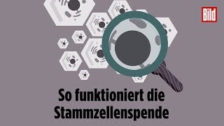 So funktioniert die Stammzellenspende [upl. by Aleik959]