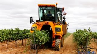 Vendimia Mecanizada 2015 en Tomelloso Jóvenes Agricultores GoPro3 Canon EOS 70D [upl. by Ddene576]