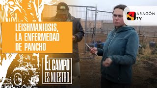 Leishmaniosis la enfermedad que hizo poner en duda la salud de Pancho [upl. by Ainnek589]