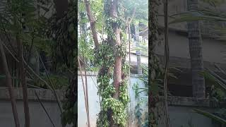 Irumban puli  Bilimbi fruit bilimbi irumbanpuli fruit kerala plant shortvideo [upl. by Arlee]