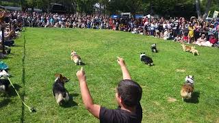 Corgi Con 2023 Dog Races [upl. by Barrett474]