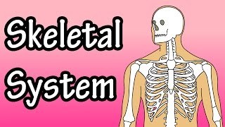 The Skeletal System  Skeletal System Functions  Skeletal System Basics [upl. by Carolan]