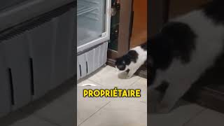 Ce chat est un voleur [upl. by Olihs641]