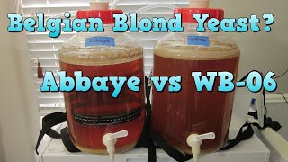 Dry Yeast for a Belgian Blond Abbaye vs WB06 Yeast Comparison [upl. by Herminia]