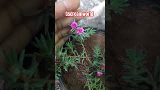 Portulaca grandiflorasucculent flowering plantpattu rose plantபட்டு ரோஸ் செடி [upl. by Rairb]