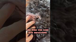 PREVENT EAR INFECTIONS TIP for YOUR DOG puppy dogtips foryou pets goldendoodle puppycare [upl. by Geer]