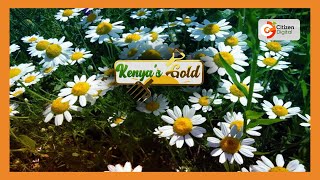 KENYAS GOLD  Pyrethrum Farming Part 3 [upl. by Iyre]