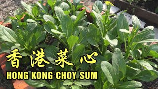 第一次種香港菜心 Successfully grow Hong Kong Choy Sum [upl. by Jaehne]