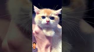 Very cute 🥰 🐈cat britishcat [upl. by Kremer]