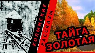 Варлам Шаламов Колымские рассказы Тайга золотая  🎧 Аудио рассказ [upl. by Oinafipe]