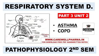 Unit 2  Asthma  COPD  Respiratory System  Part 3  Pathophysiology b pharm 2nd semester [upl. by Eerised764]