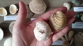 TP Paléontologie L2  Les Bivalves par Mme RuaultDjerrab [upl. by Xxam]