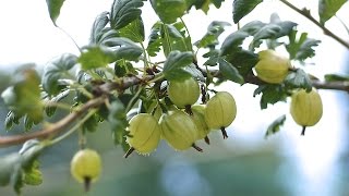 GOOSEBERRIES  HOW TO PLANT AND GROW THEM [upl. by Treat]