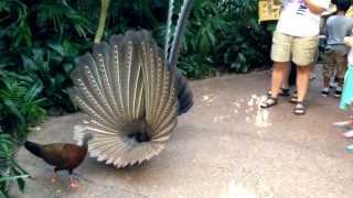 Great Argus Pheasant Mating Dance argusianus argus [upl. by Esihcoc]