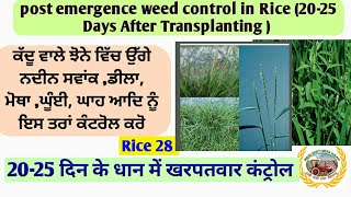 post emergence weed control in Rice 2025 ਦਿਨ ਦੇ ਝੋਨੇ ਚ ਨਦੀਨ ਕੰਟਰੋਲ [upl. by Fricke]