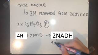 A2 Biology  Glycolysis [upl. by Spiegleman679]